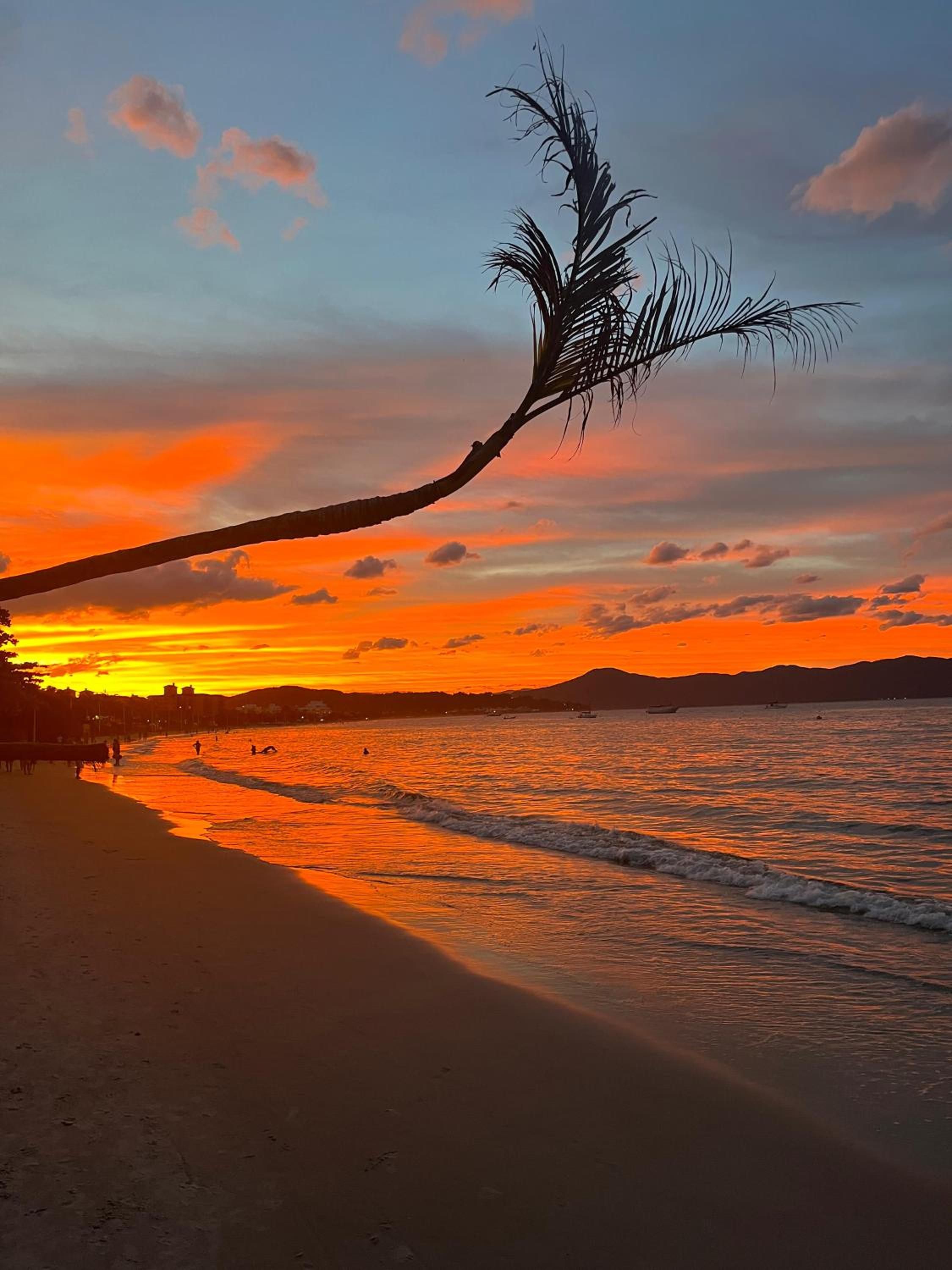 Pôr do sol alaranjado na praia de Jurerê, com um coqueiro inclinado sobre a areia